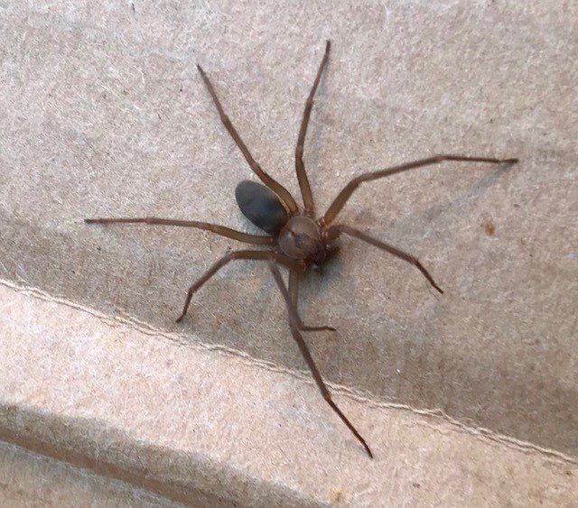 brown recluse