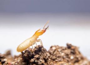 termite standing